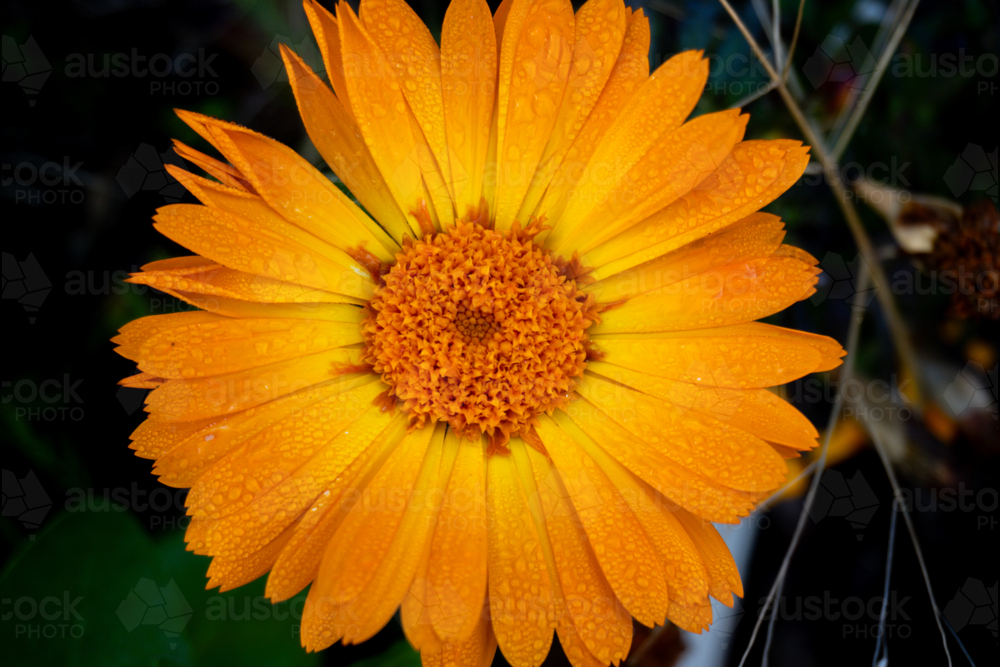 Bright Orange Calendula Flower - Australian Stock Image
