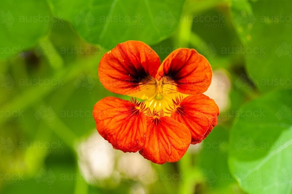 Bright orange nasturtium flower on plant - Australian Stock Image
