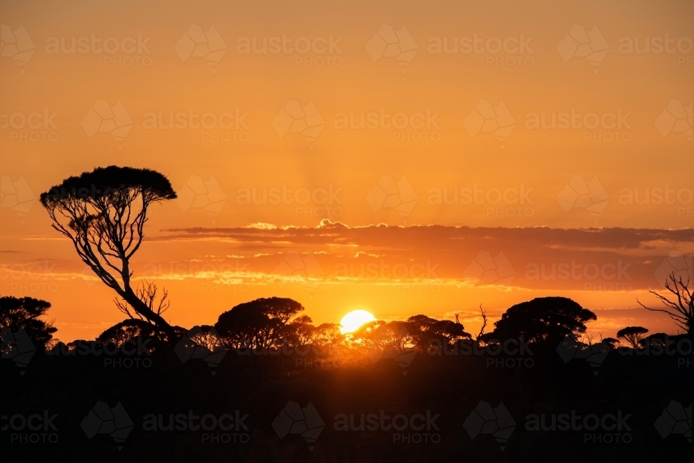 Bright orange sun rising behind the Australian bush - Australian Stock Image