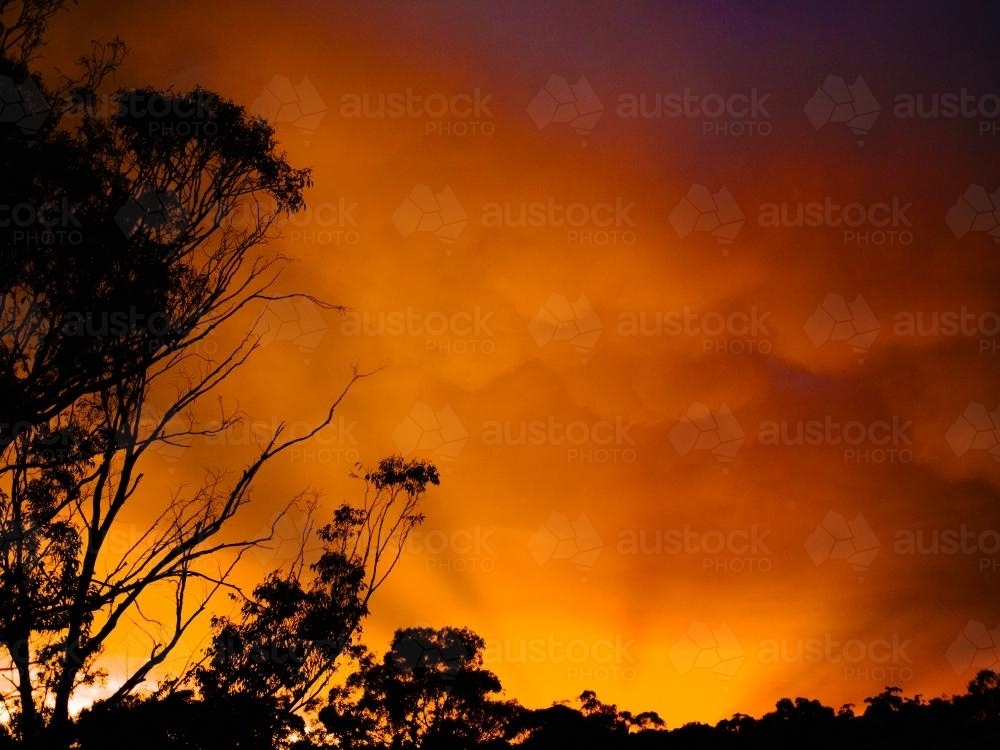 Bright orange sunset sky with tree silhouette - Australian Stock Image