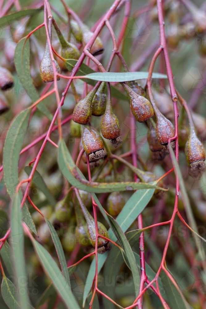Bright pink and green gum tree - Australian Stock Image