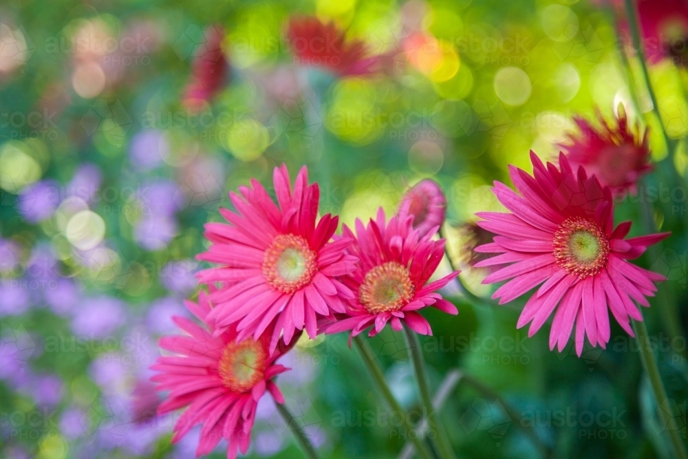 Bright pink gerbera flowers in garden with bokeh - Australian Stock Image