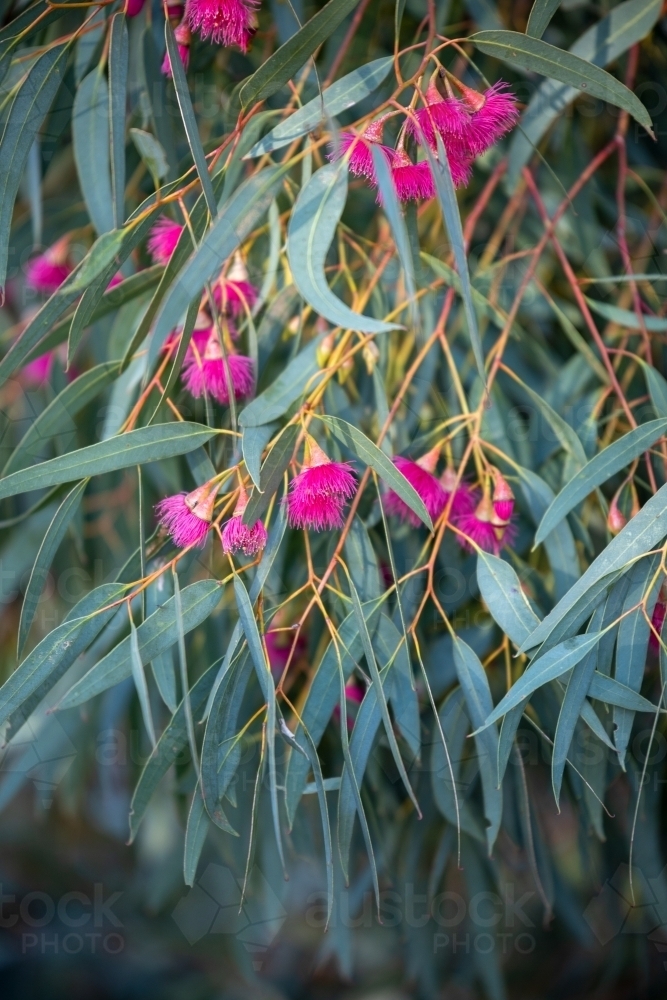 bright pink gum blossom and gum leaves - Australian Stock Image