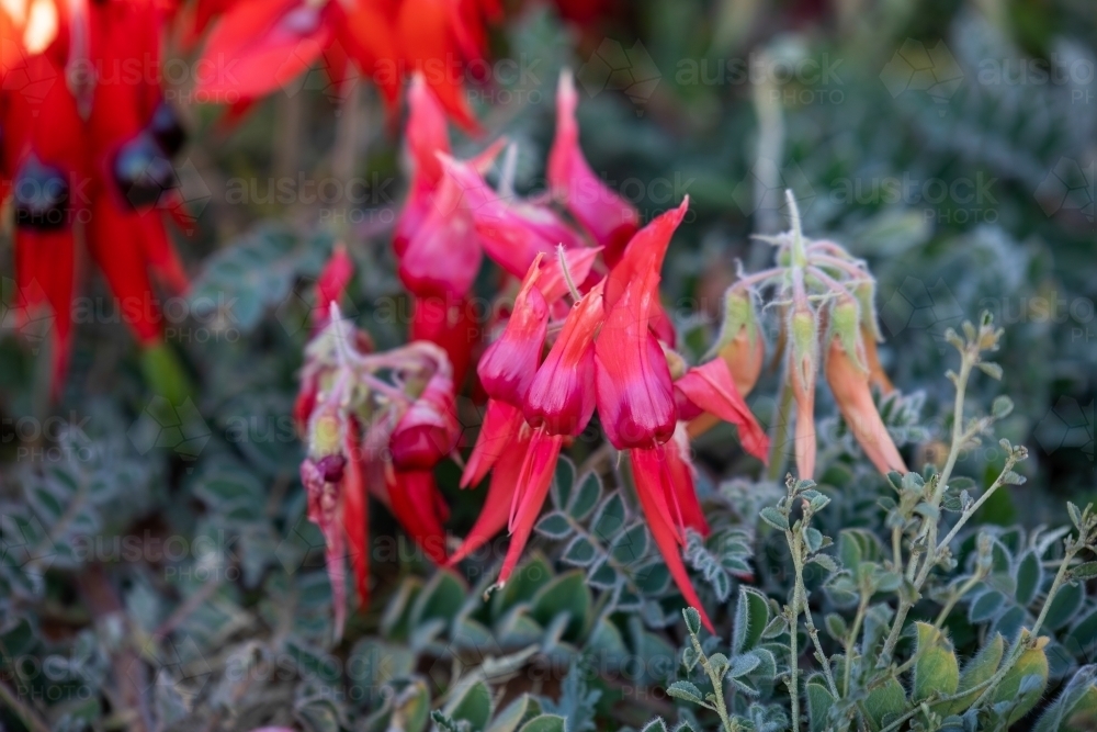 bright pink Sturt's desert pea flowers - Australian Stock Image