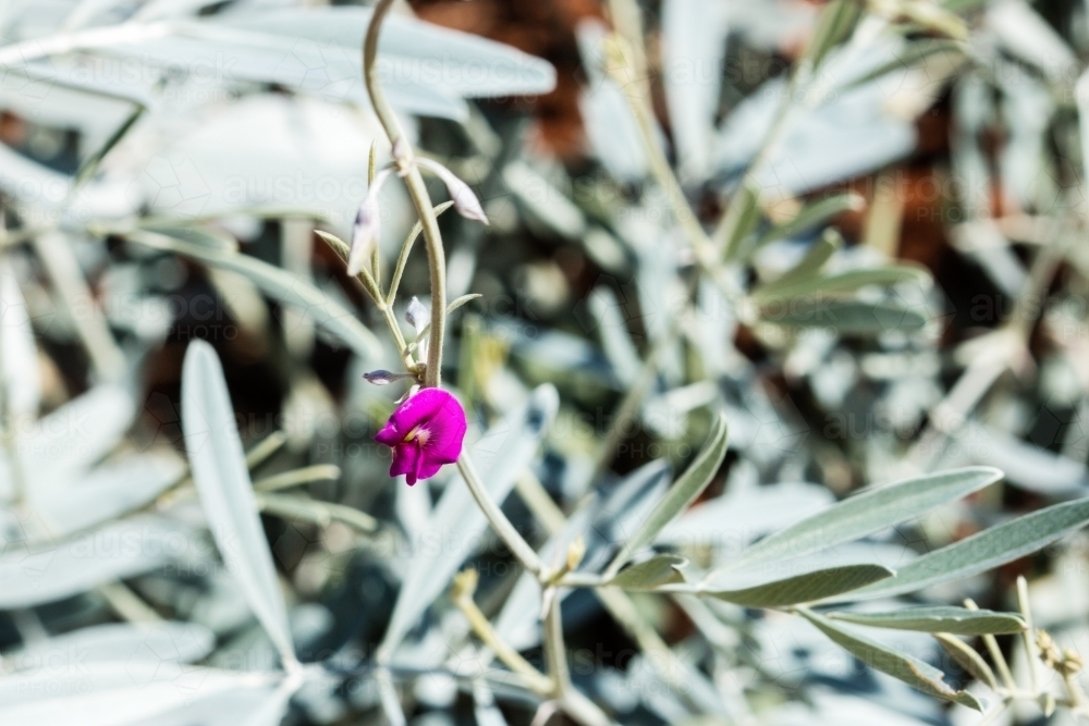 Bright purple pea flower against silver foliage - Australian Stock Image