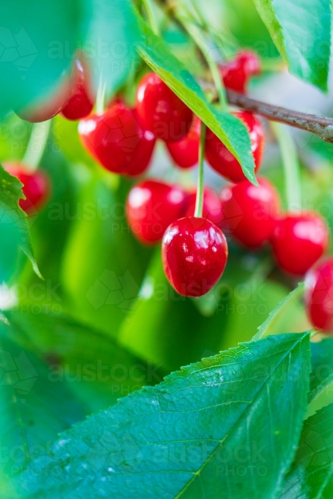 Bright red cherries still hanging amongst the leaves on a tree - Australian Stock Image
