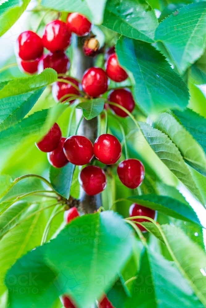 Bright red cherries still hanging amongst the leaves on a tree - Australian Stock Image