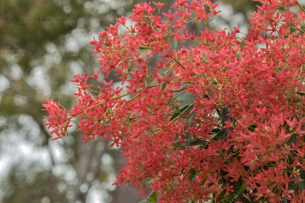Bright red Christmas Bush flowers - native NSW bush that turns from white to red at around Christmas - Australian Stock Image