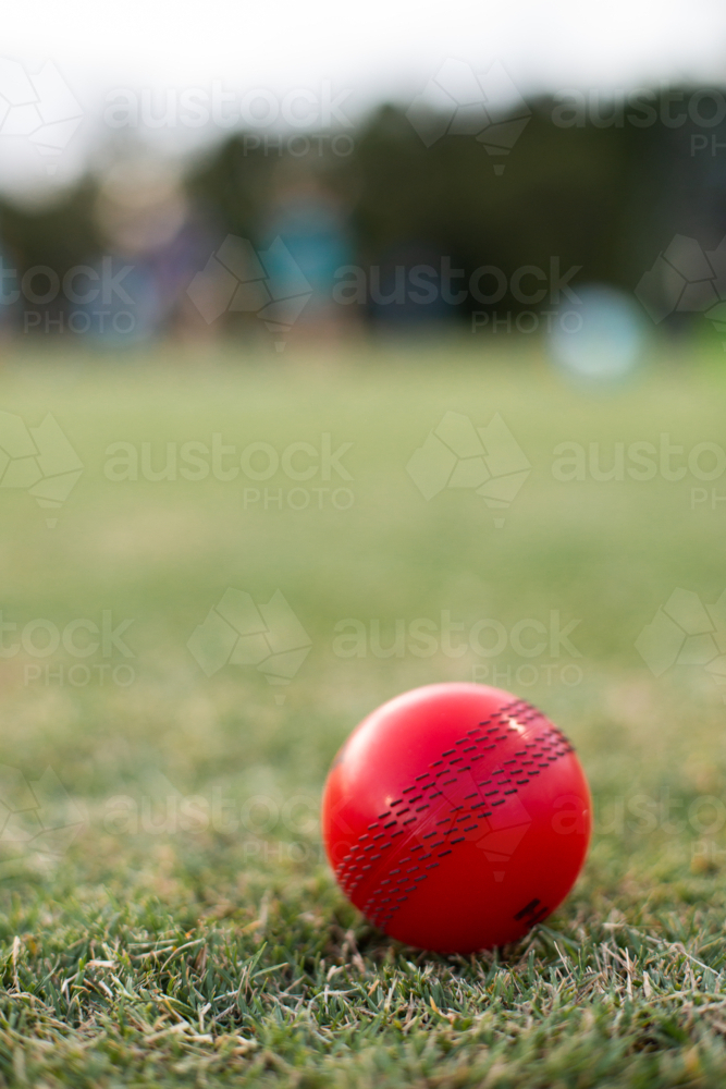 bright red cricket ball on the grass at practice - Australian Stock Image