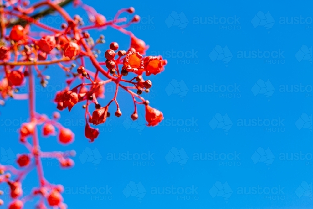 Image of Bright red flame tree flowers against blue sky - Austockphoto