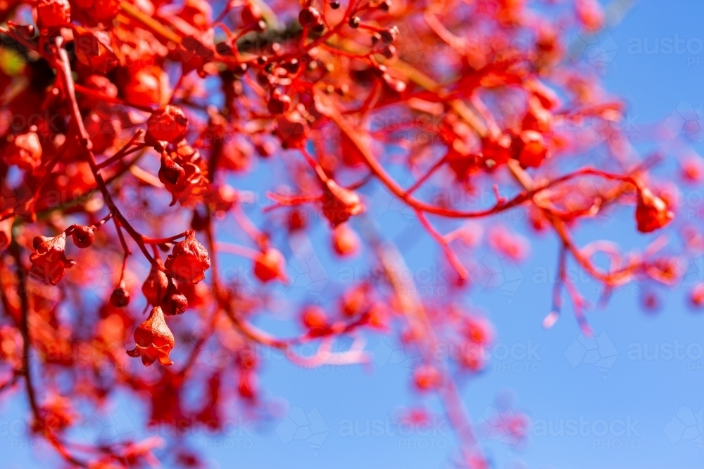Bright red flame tree flowers against blue sky - Australian Stock Image