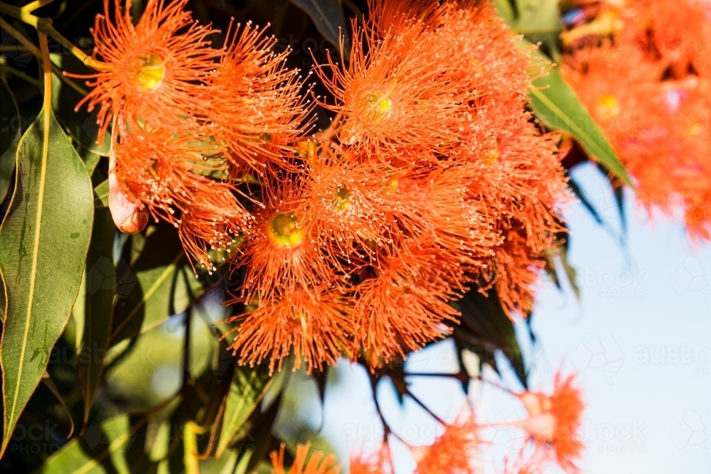 Bright red flowering gum against a blue sky background - Australian Stock Image