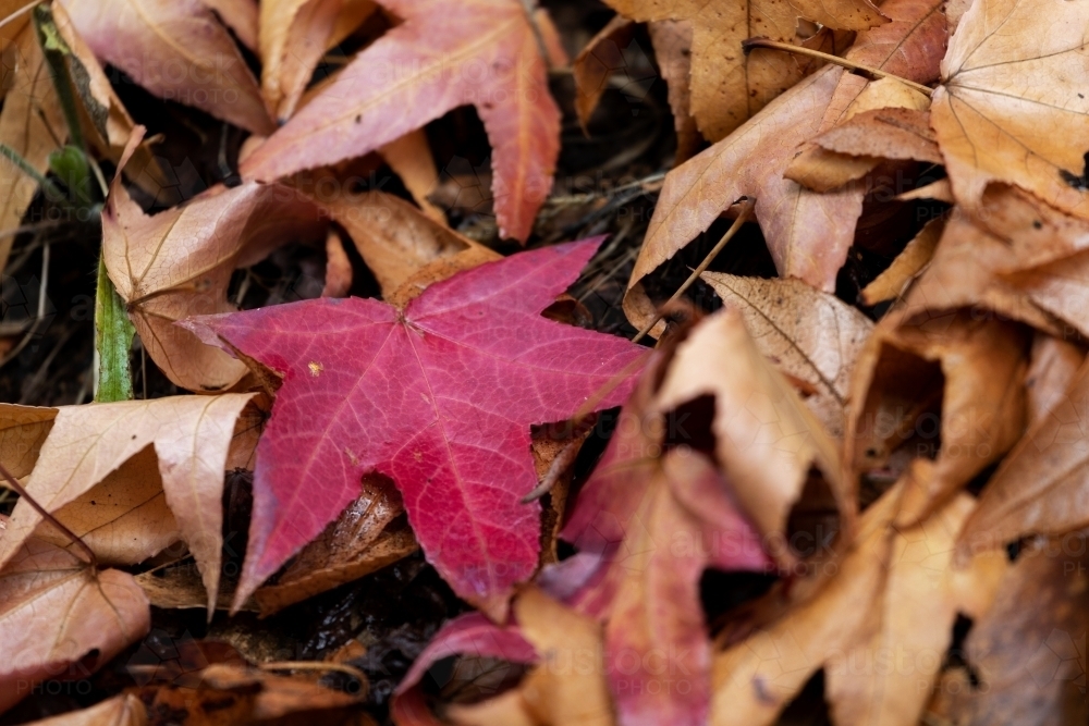 bright red leaf among brown leaves on ground - Australian Stock Image