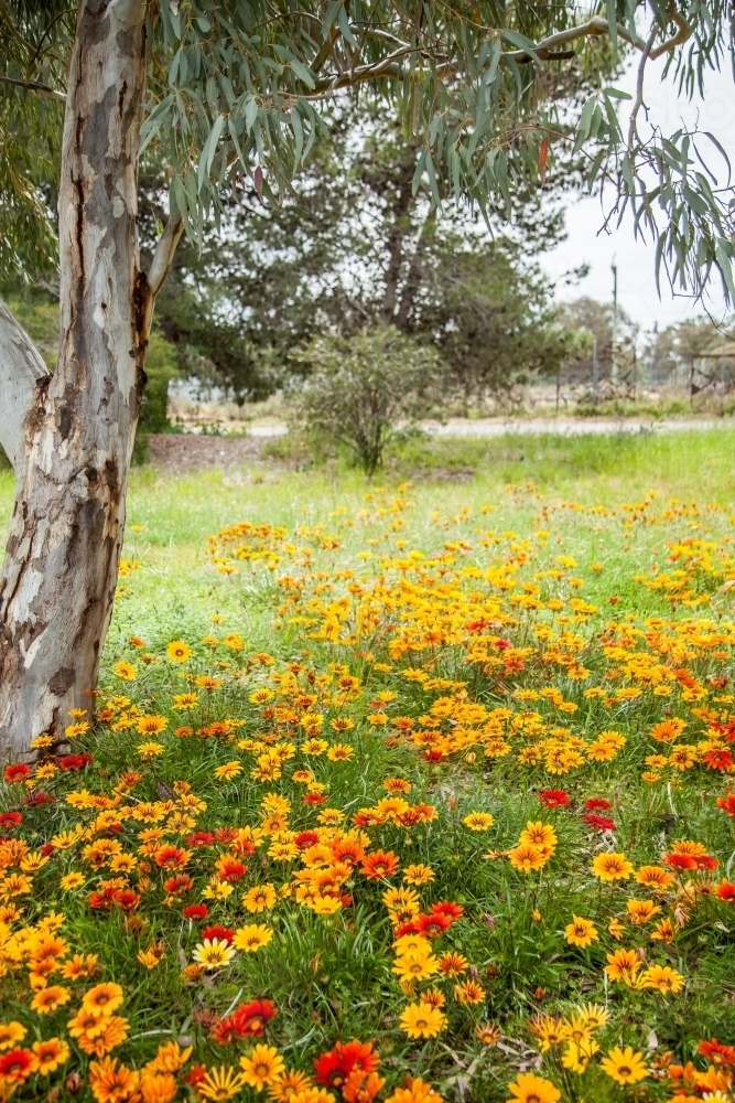 Bright red yellow and orange gazania flowers flowering under a gum tree - Australian Stock Image