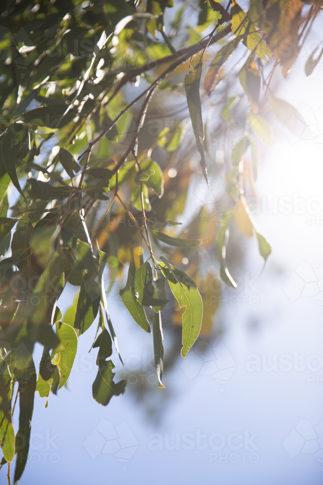bright sun shining through gum leaves - Australian Stock Image