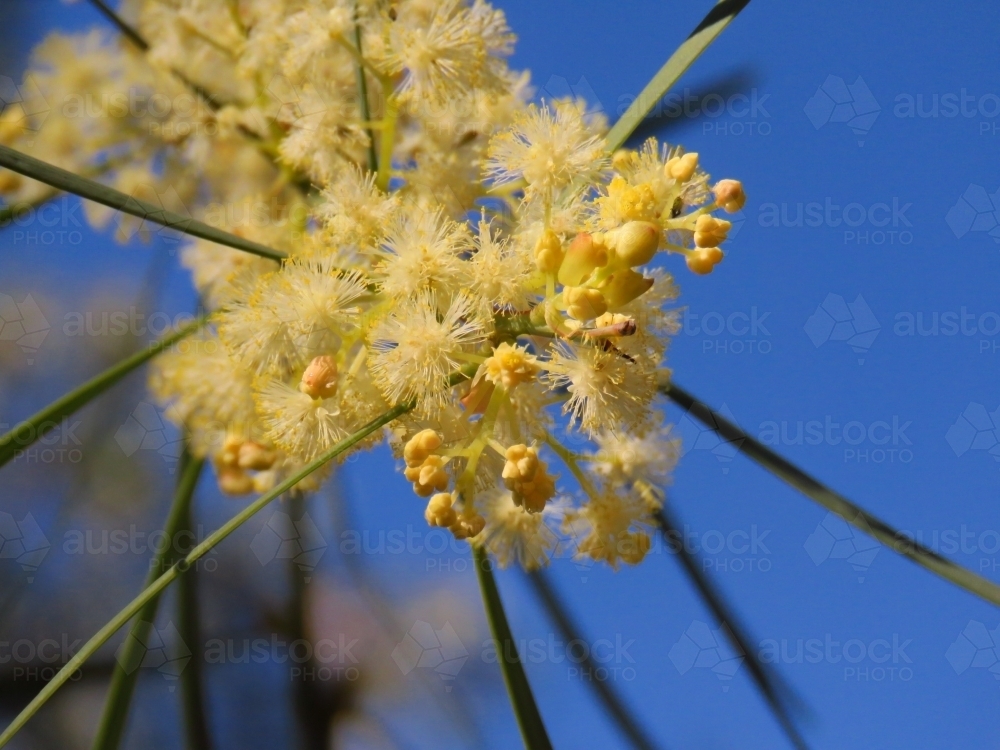 Bright yellow acacia flowers and buds in a clear blue sky - Australian Stock Image