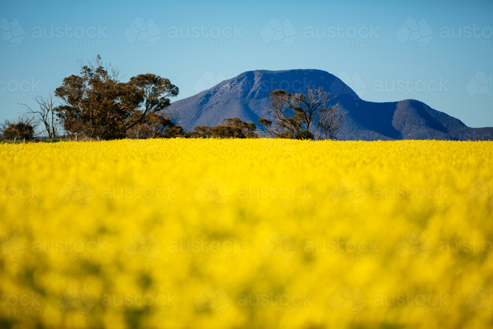 Bright yellow canola paddock with the Stirling Ranges in background - Australian Stock Image