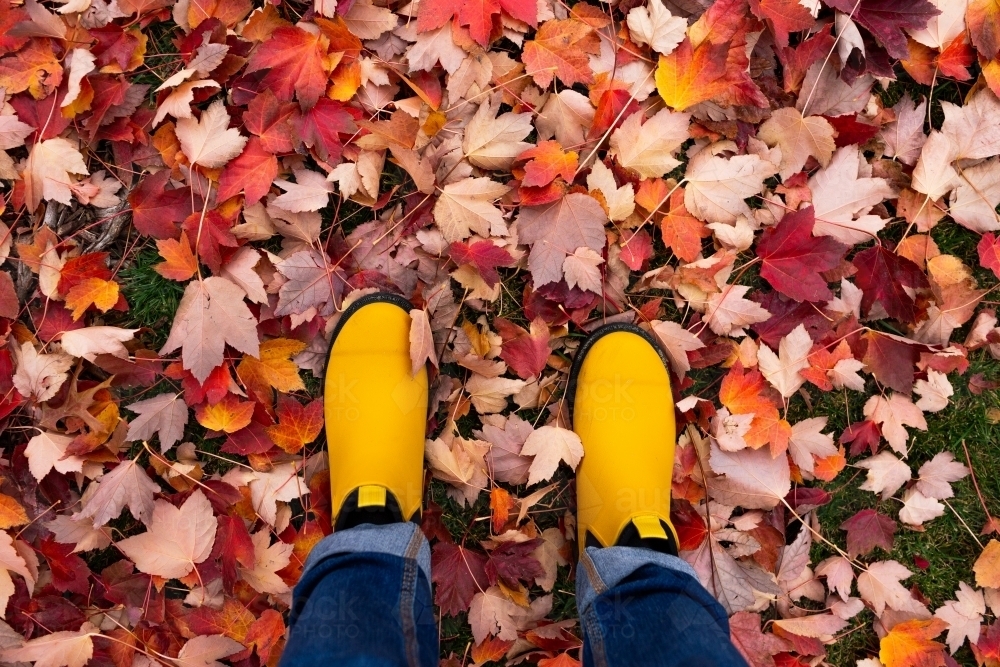 Bright yellow gum boots in pink red purple autumn leaves - Australian Stock Image