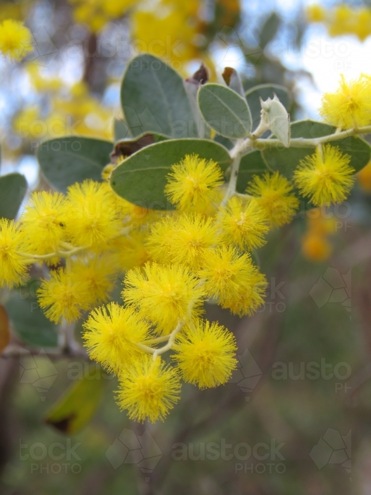 Bright yellow pompoms of wattle flowers - Australian Stock Image