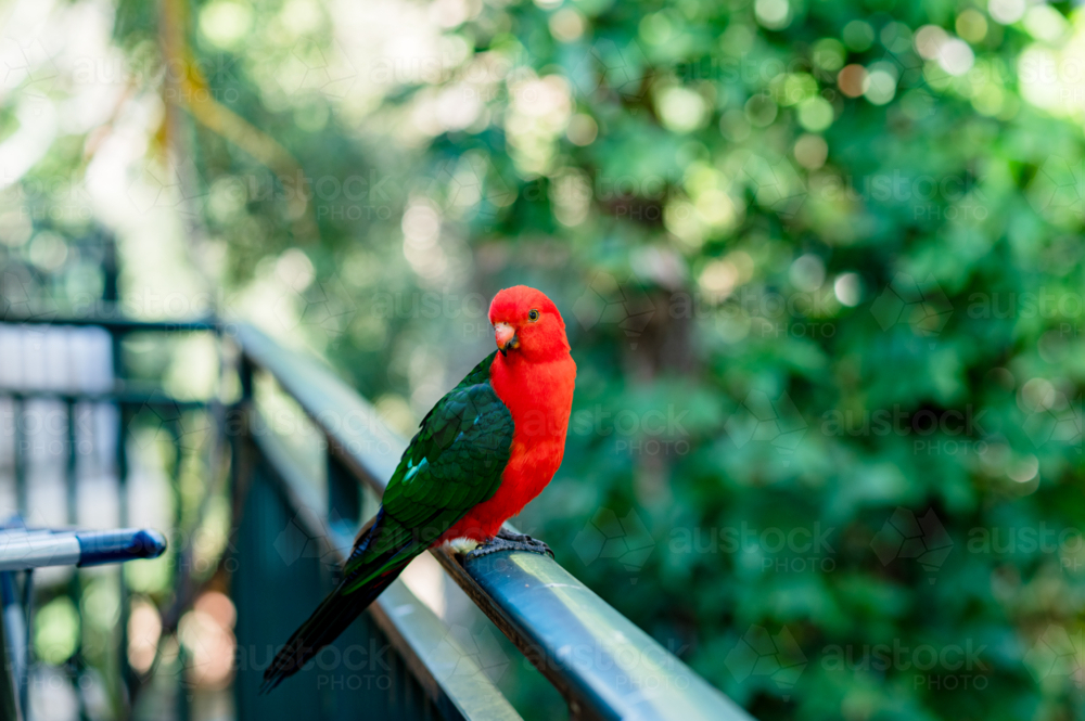 Brightly coloured australian king parrot sits on a balcony rail surrounded by leafy trees - Australian Stock Image