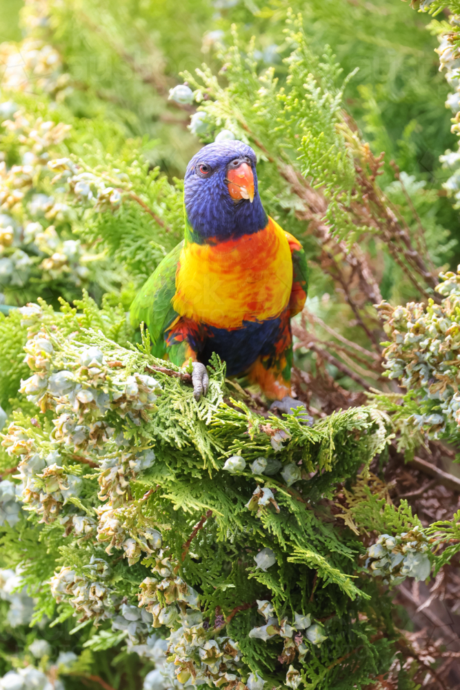 Brightly Coloured Rainbow Lorikeet - Australian Stock Image
