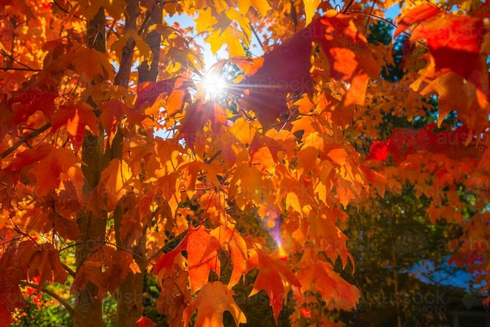 brilliant autumn leaves - Australian Stock Image