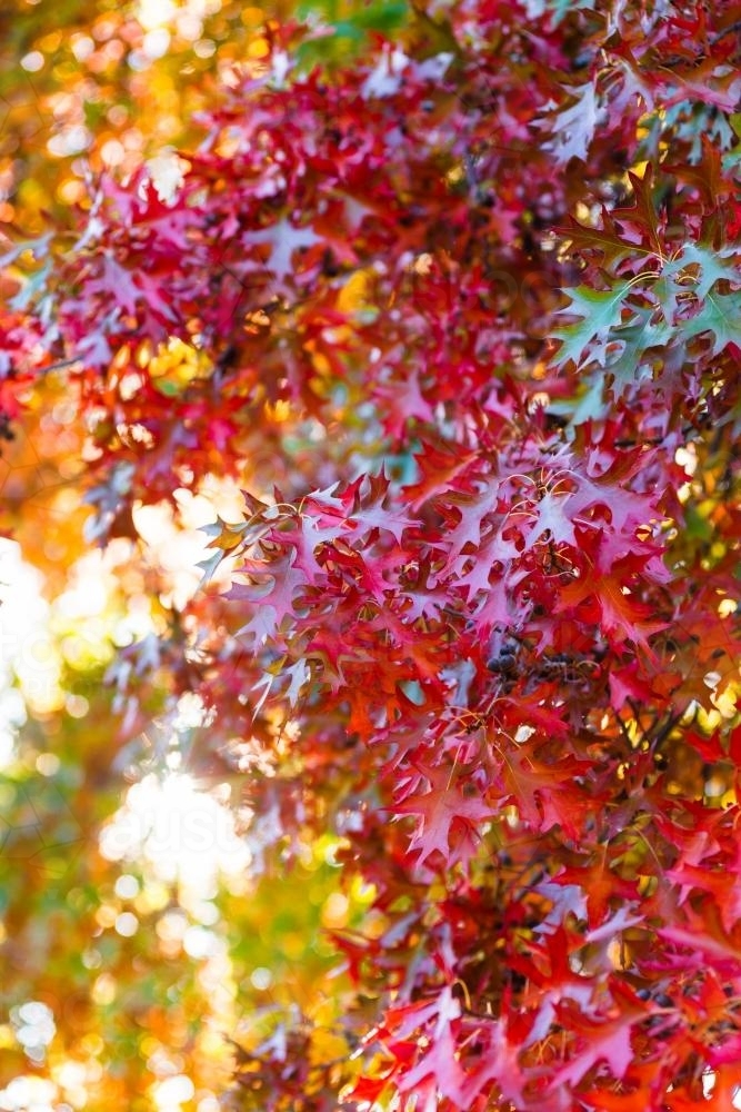 brilliant autumn leaves - Australian Stock Image