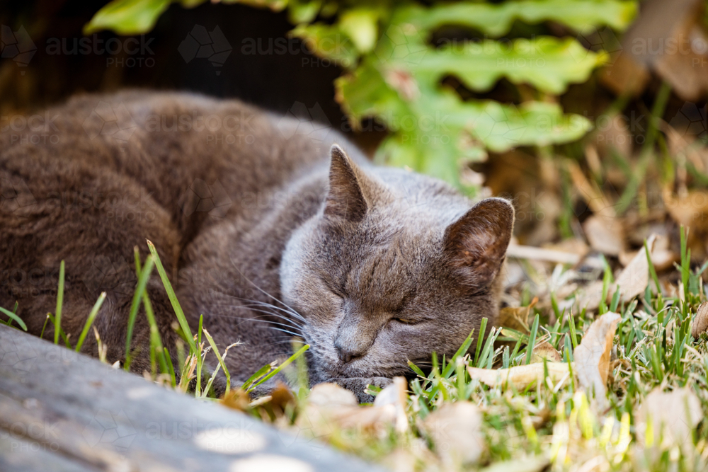 British Short Hair breed cat asleep on the grass in the sunshine - Australian Stock Image