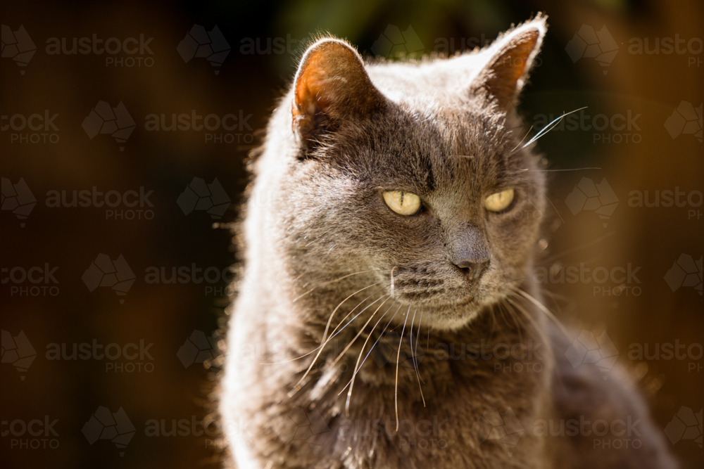 British Short Hair cat sitting on tank in backyard in morning sunshine - Australian Stock Image