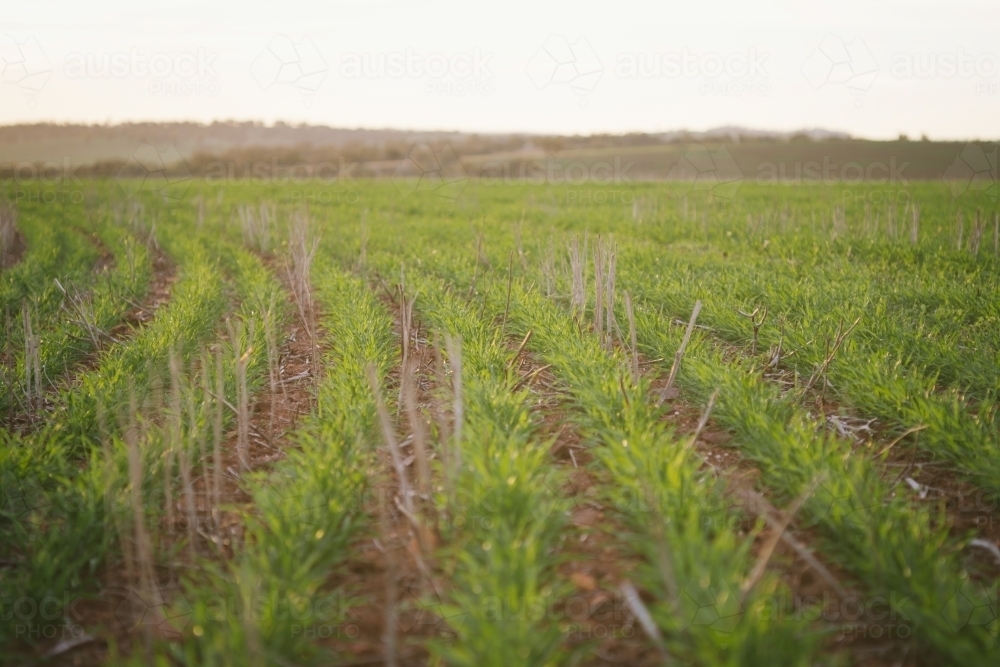 Broadacre cereal crop in the Wheatbelt of Western Australia - Australian Stock Image