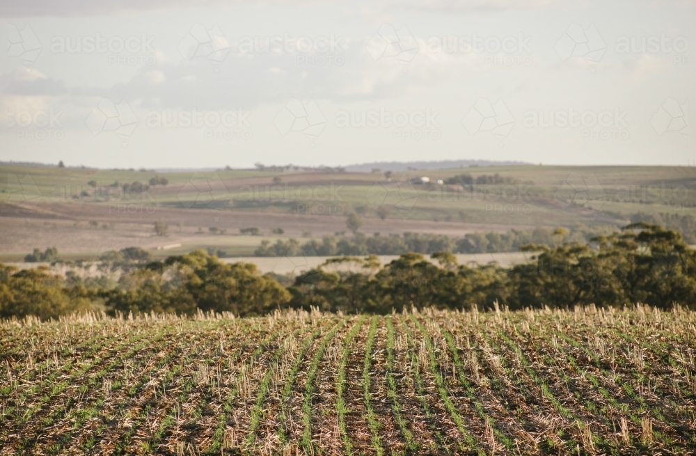 Broadacre wheat crop in the Wheatbelt of Western Australia - Australian Stock Image