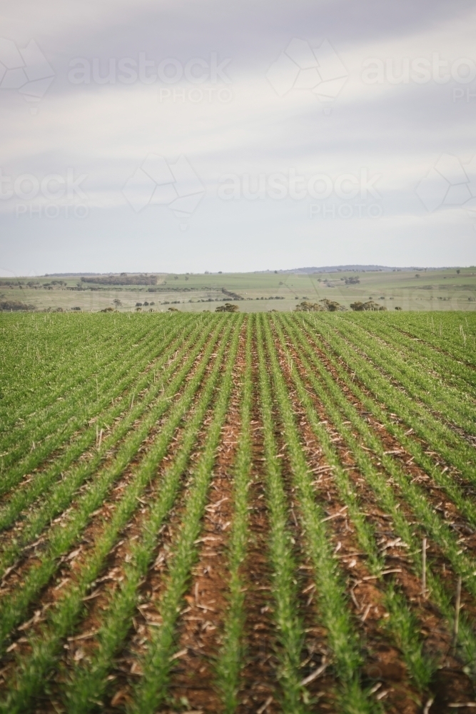 Broadacre wheat crop in the Wheatbelt of Western Australia - Australian Stock Image