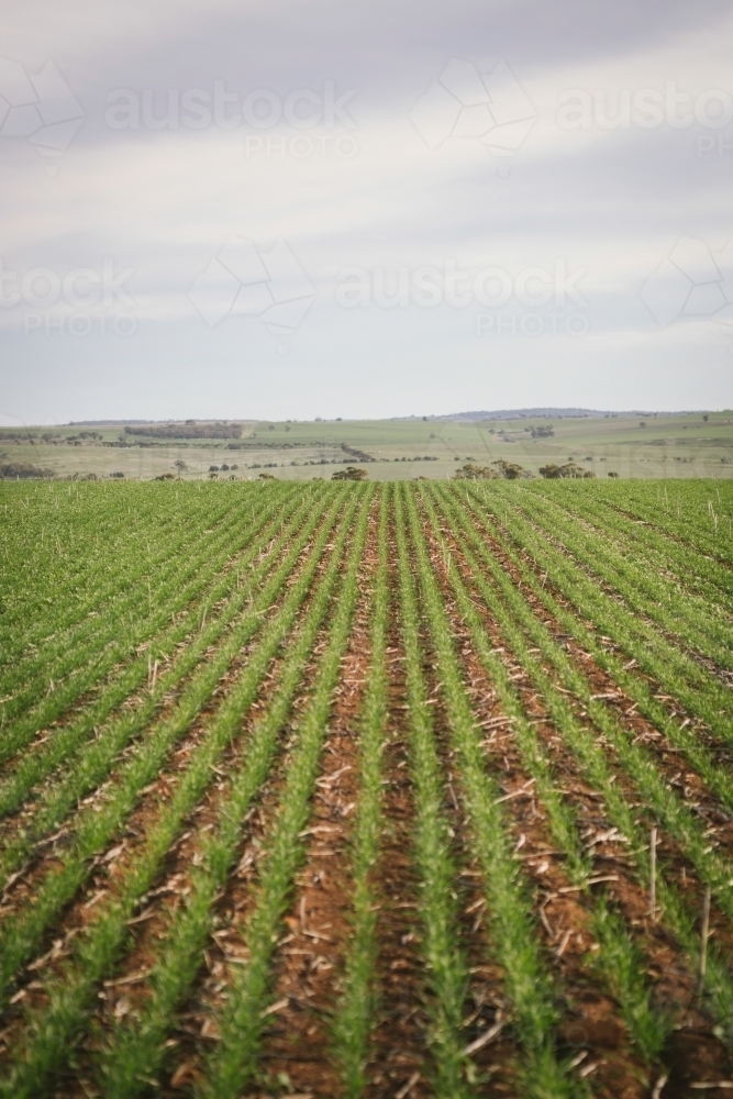 Broadacre wheat crop in the Wheatbelt of Western Australia - Australian Stock Image
