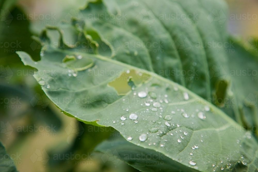 Broccoli leaf wet with raindrops - Australian Stock Image