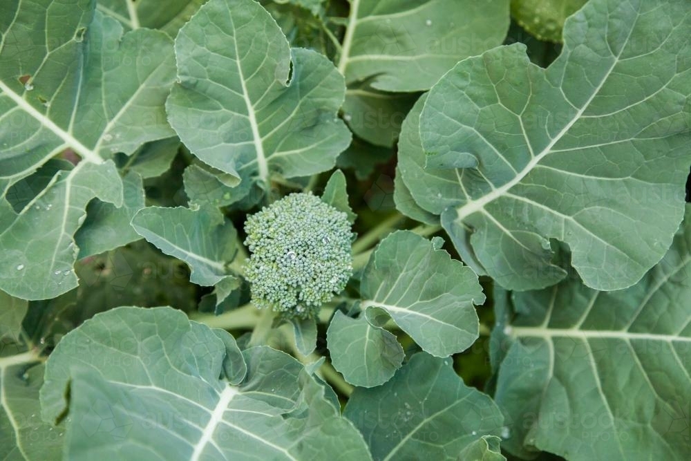 Broccoli plant close up from above - Australian Stock Image