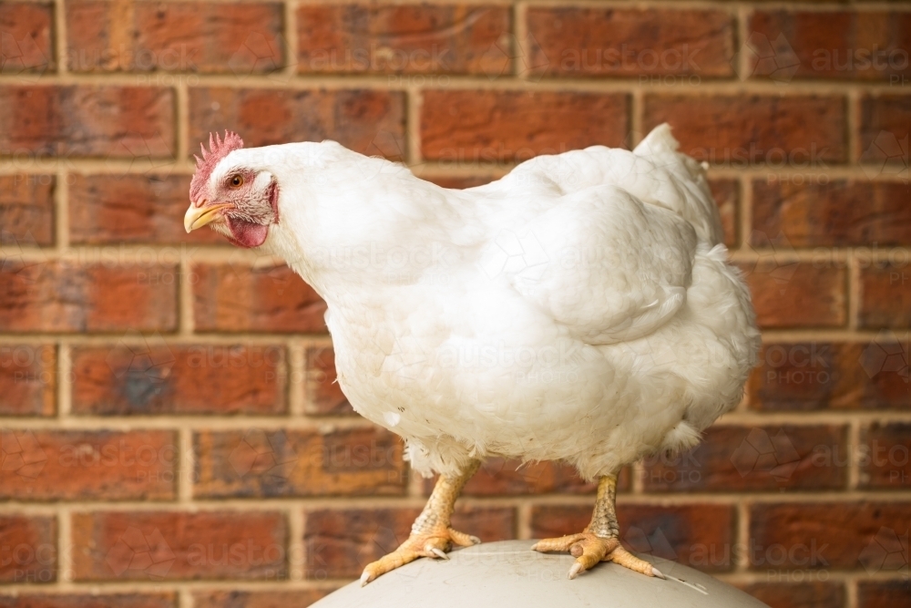Broiler meat hen, obese chicken - Australian Stock Image
