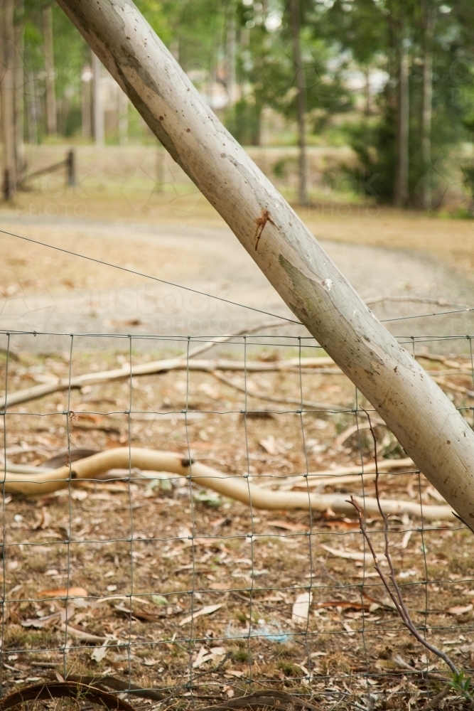 Broken branch fallen on fence of yard after high winds - Australian Stock Image