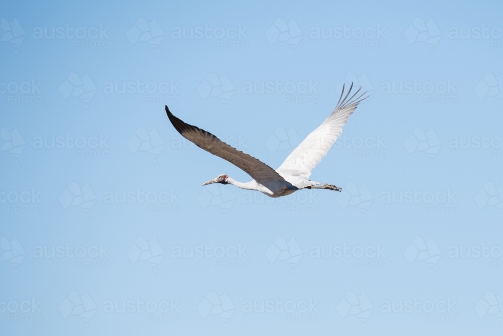 Brolga in flight - Australian Stock Image