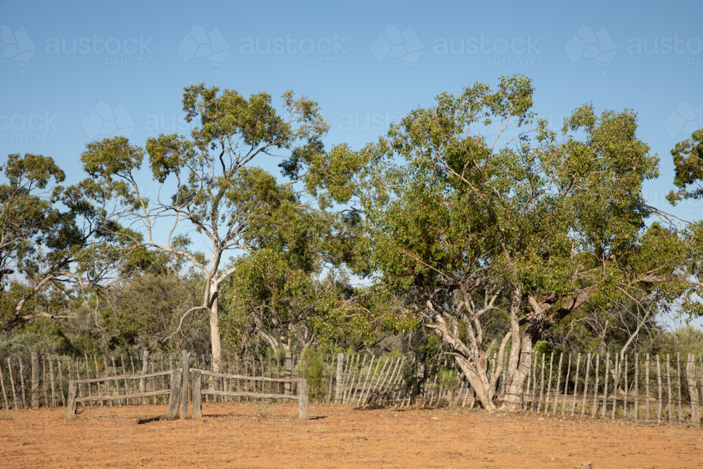 Bronco branding panel in stake yards - Australian Stock Image