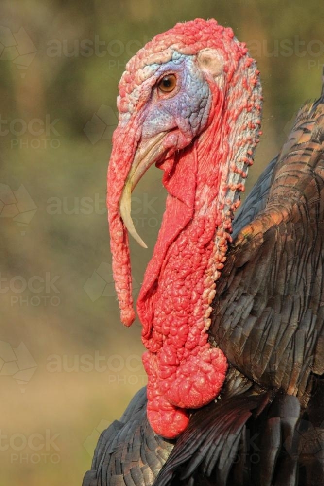 Bronze wing turkey gobbler - Australian Stock Image
