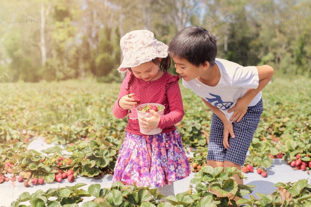 Brother and sister picking strawberries from strawberry farm - Australian Stock Image