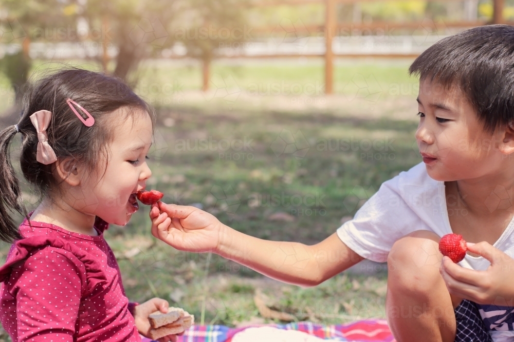 Brother giving his sister fresh strawberry - Australian Stock Image