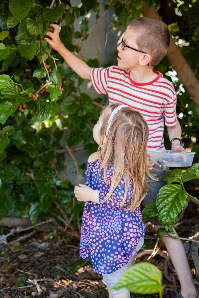 Brother helping sister pick a mulberry off the bush - Australian Stock Image