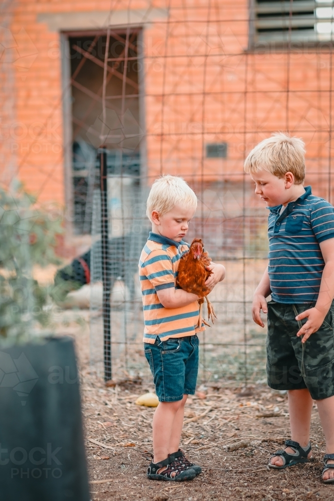Brothers chatting while one holds Isa Brown chicken - Australian Stock Image