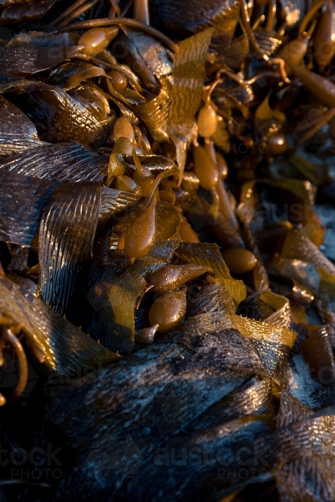 Brown Algae Seaweed - Australian Stock Image