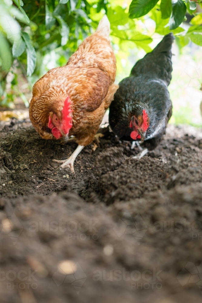 Image of Brown and Black chicken digging dirt - Austockphoto