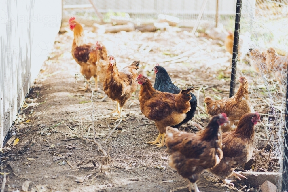Brown and black chickens in coop - Australian Stock Image