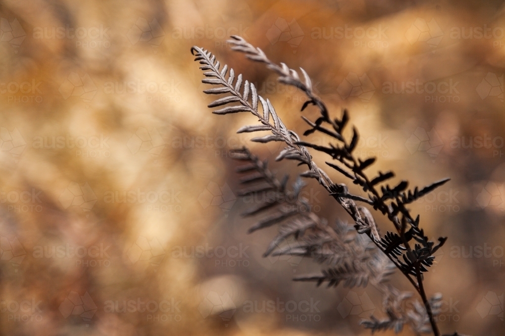 Brown and charred fern frond leaf after bushfire - Australian Stock Image