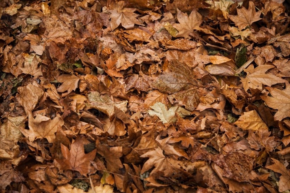 Brown and dried autumn leaves in a pile - Australian Stock Image