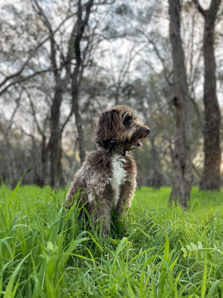 Brown and white Border collie cross poodle dog sitting in grassy field surrounded by trees - Australian Stock Image